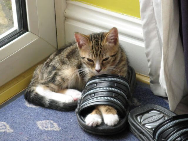 塞内加尔提前终结悬念英格兰,特兰加雄狮怒吼世界杯!